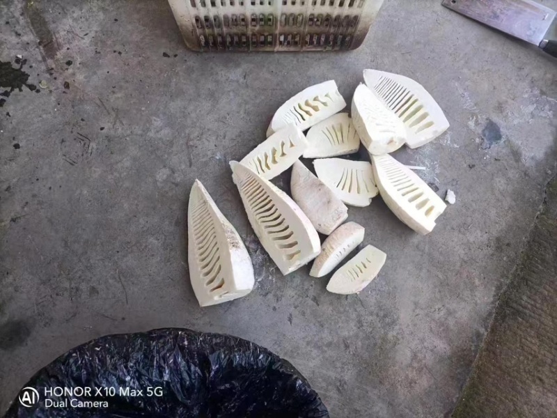 楠竹笋