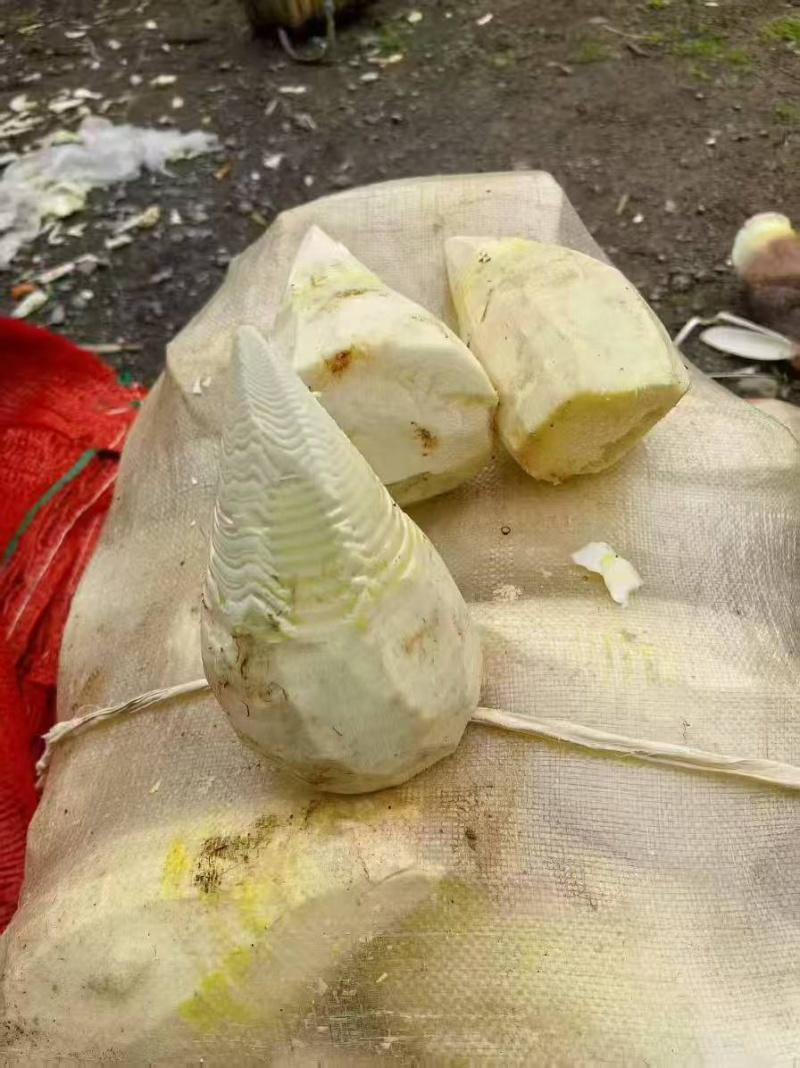 楠竹笋