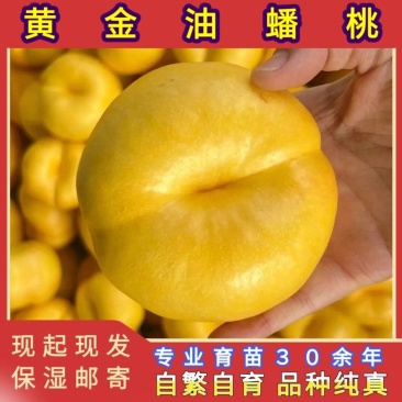 黄金油蟠桃大果型油蟠桃品种纯真树苗基地现起现发