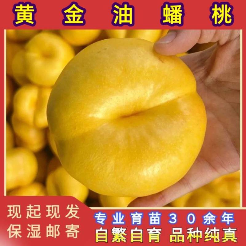 黄金油蟠桃大果型油蟠桃品种纯真树苗基地现起现发