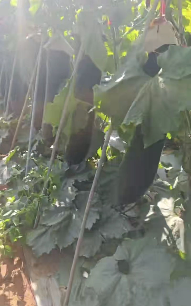 湖北地冬瓜，瓜形好无病无伤无黑心，质量上乘，全国可发