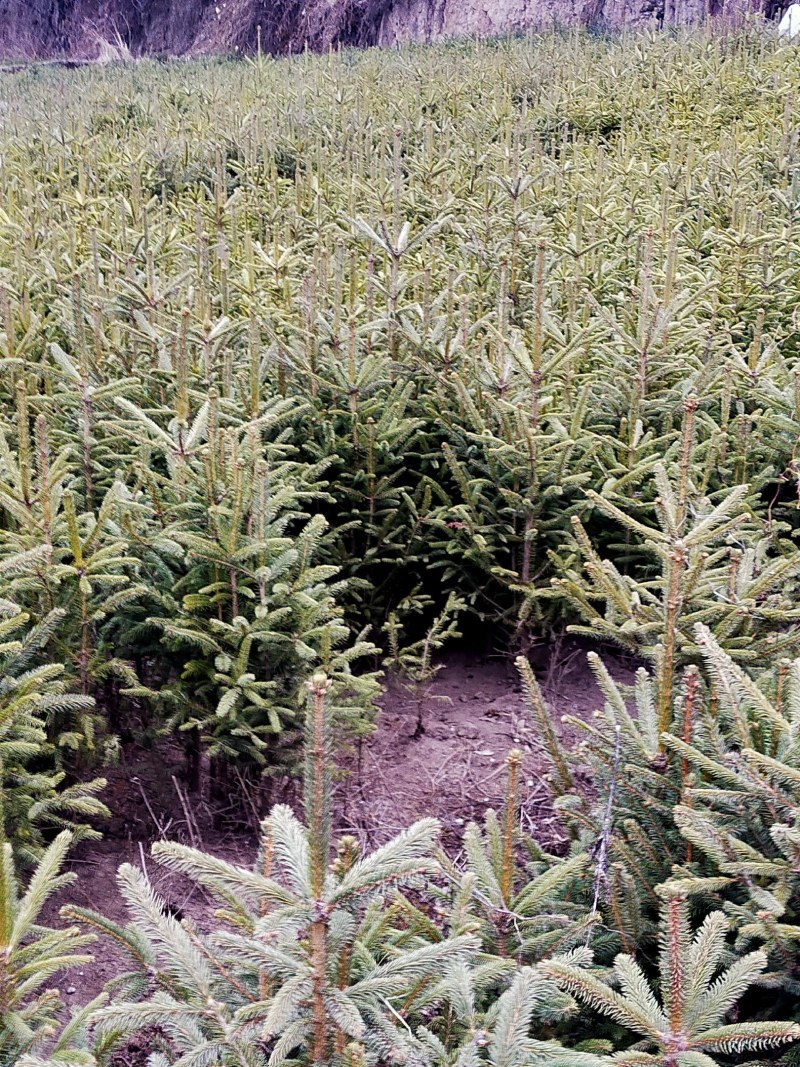 云杉3-4年，另有杯苗4-5年***********