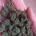 三七花中药材老花三七花五年老货中药材三七花批发