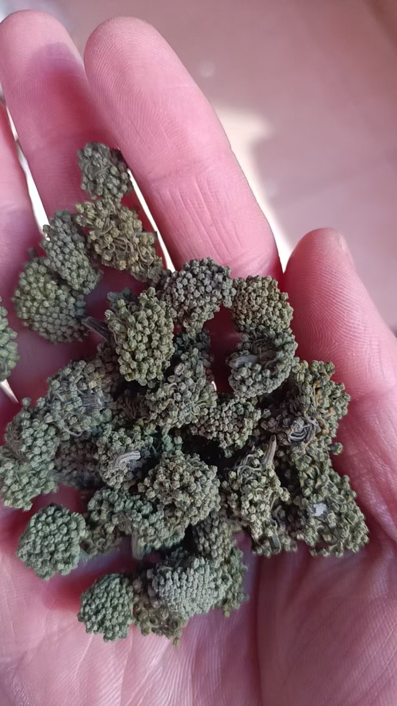 三七花中药材老花三七花五年老货中药材三七花批发