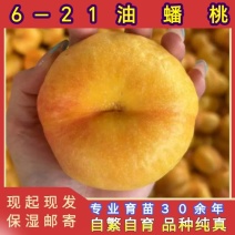 油蟠桃6-21早熟油蟠桃树苗大果型油蟠桃品种纯真