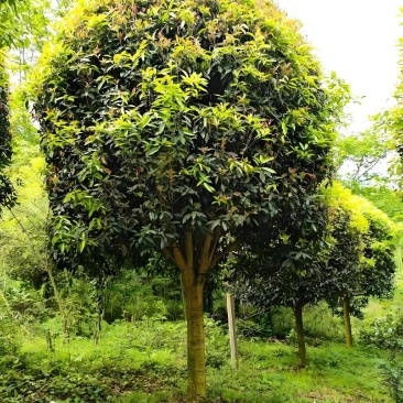 桂花树