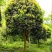 桂花树