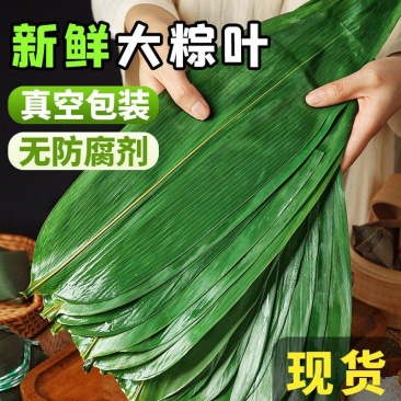 新鲜粽子叶鲜粽叶大号批发真空包装端午节家用粽子叶