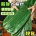 新鲜粽子叶鲜粽叶大号批发真空包装端午节家用粽子叶