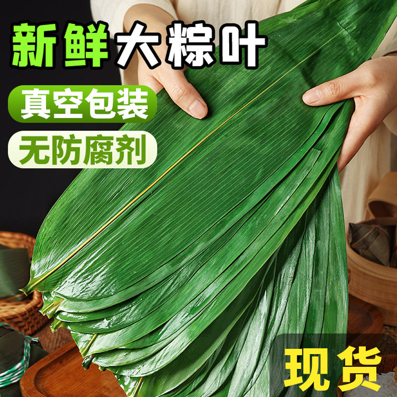 新鲜粽子叶鲜粽叶大号批发真空包装端午节家用粽子叶