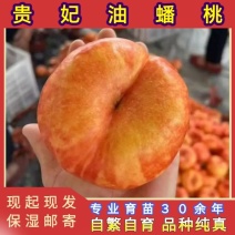 正品贵妃油蟠桃树苗大果型油蟠桃品种纯真基地现起现发