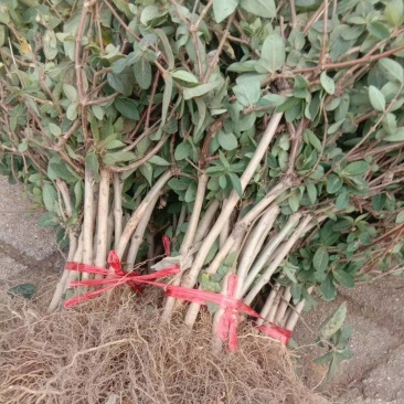 金银花苗，树型金银花一手货源，包技术包回收