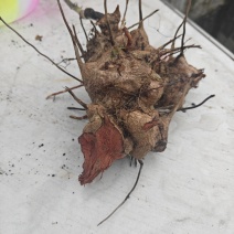 现挖野生红心金刚藤重庆地区鲜货