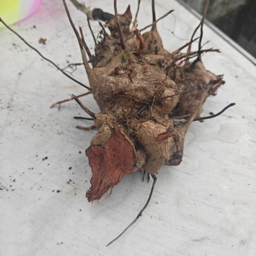现挖野生红心金刚藤重庆地区鲜货
