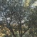 油橄榄十八到以上