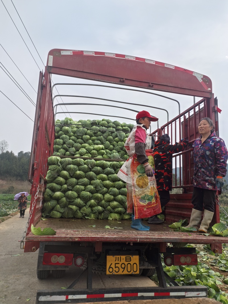 富士春扁包菜大量上市欢迎老板联系