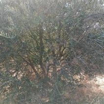 油橄榄十八到以上