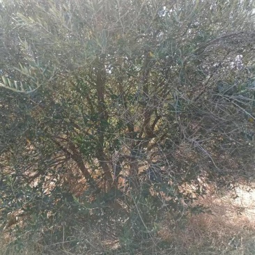 油橄榄十八到以上
