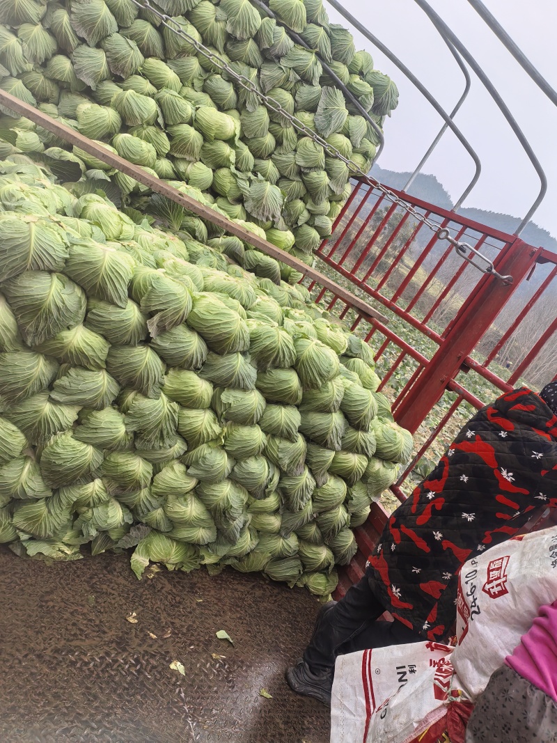 富士春扁包菜大量上市欢迎老板联系