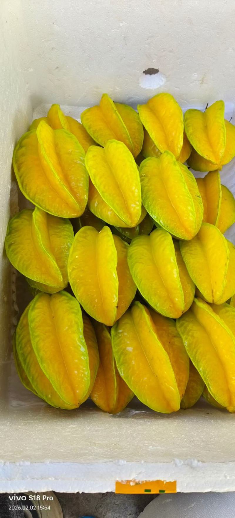 杨桃