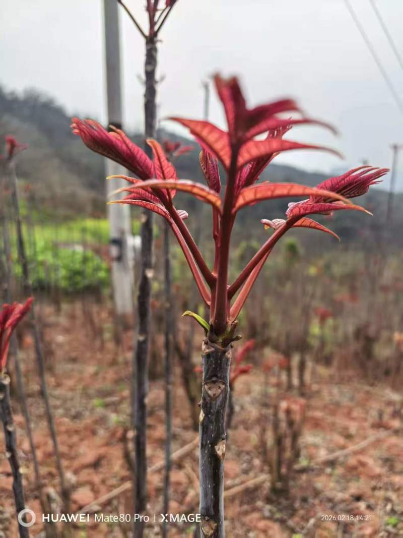 鸡冠红红油香椿树苗一年苗二年苗大量供应