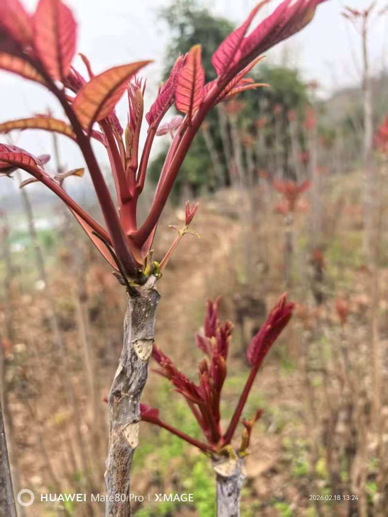 鸡冠红红油香椿树苗一年苗二年苗大量供应