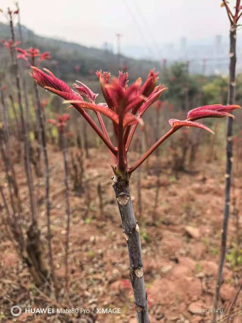 鸡冠红红油香椿树苗一年苗二年苗大量供应