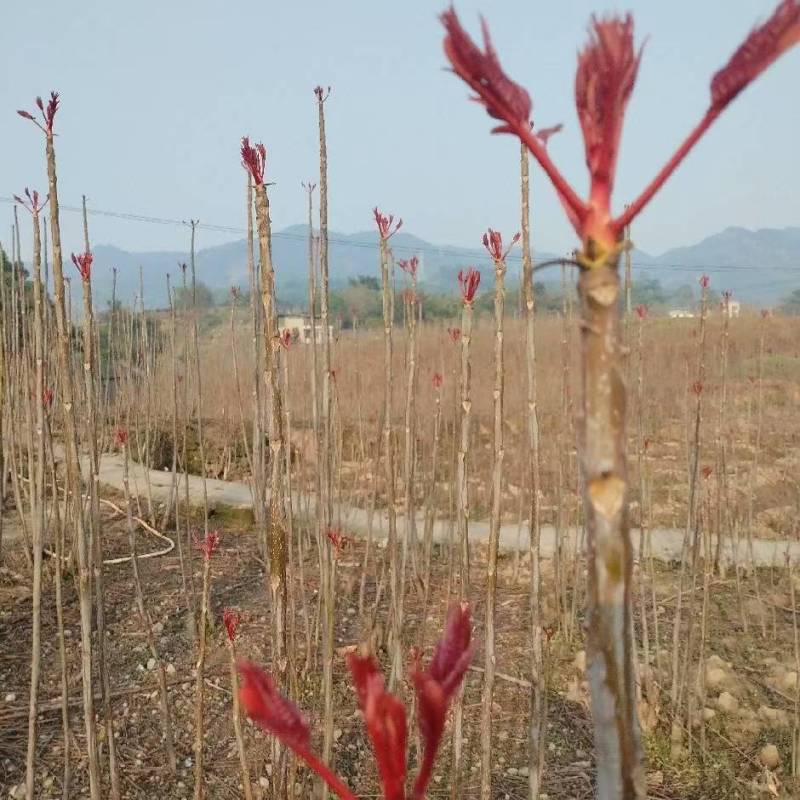 鸡冠红红油香椿树苗一年苗二年苗大量供应