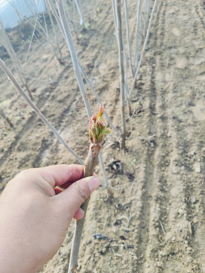 鸡冠红红油香椿树苗一年苗二年苗大量供应
