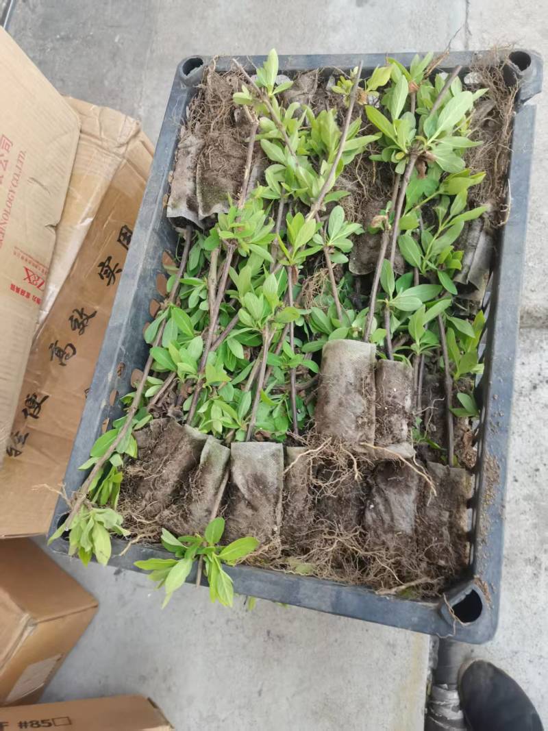 金银花营养杯苗，百花一号金银花