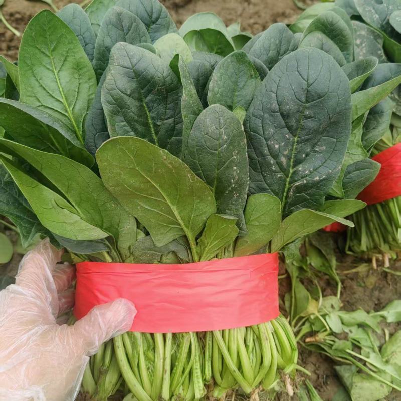 大叶菠菜千亩基地产地发