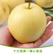 河北皇冠梨冷库皇冠梨对接电商平台市场批发
