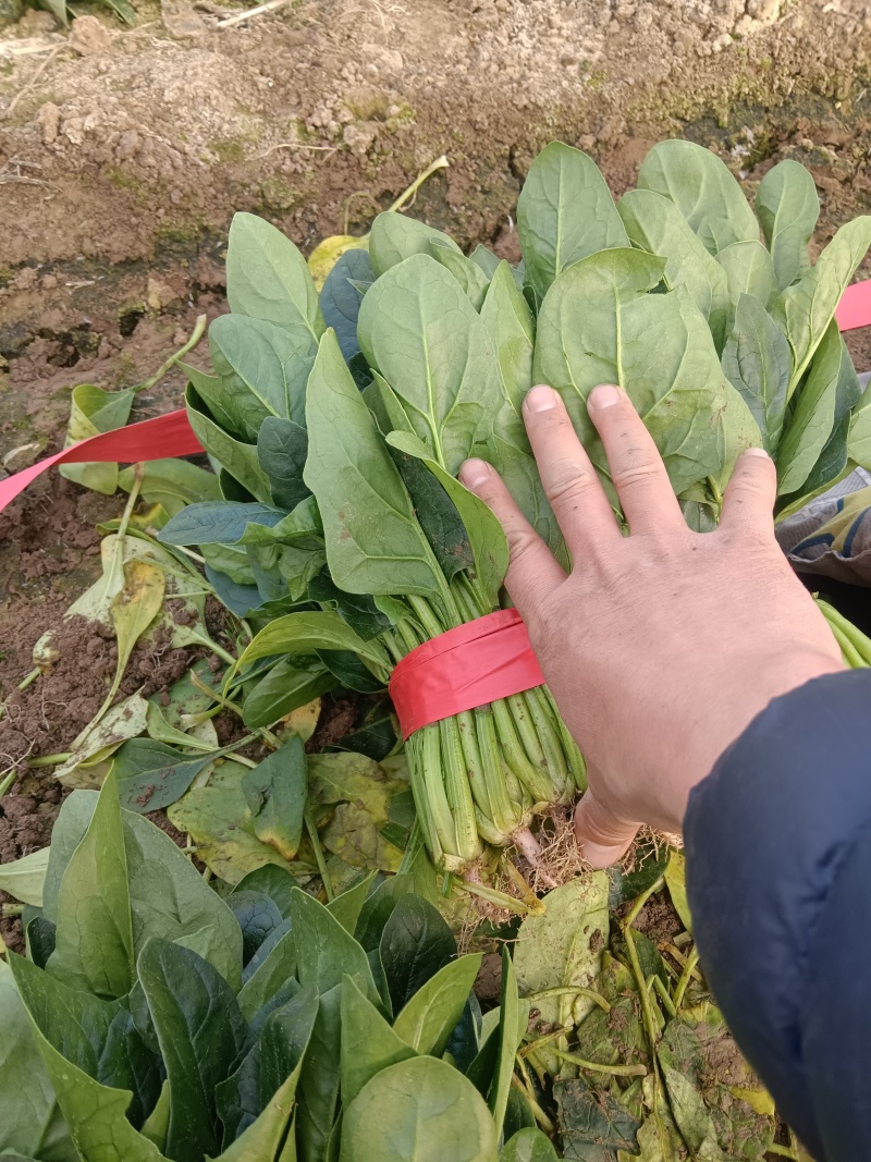大叶菠菜千亩基地产地发