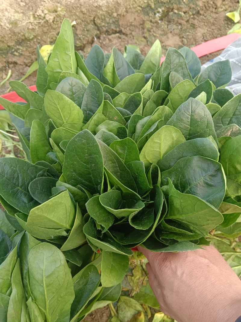 大叶菠菜千亩基地产地发
