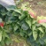 大叶菠菜千亩基地产地发