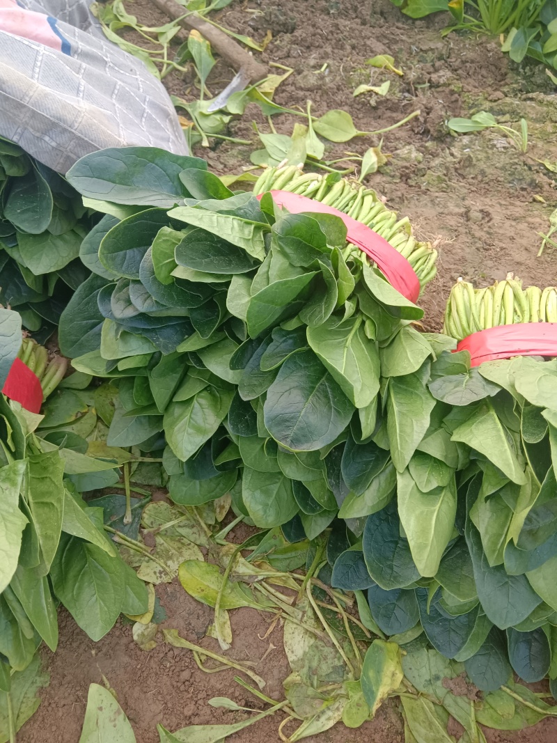 大叶菠菜千亩基地产地发