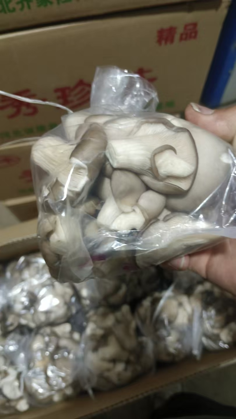 河北精品食用菌秀珍菇，诚信经营/产地直发/量大从优