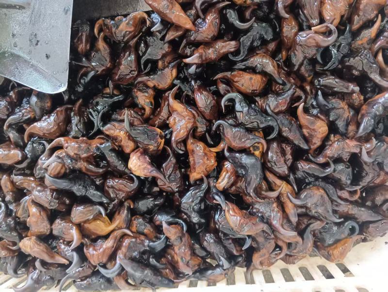 红菱角牛角菱有需要的老板联系我。