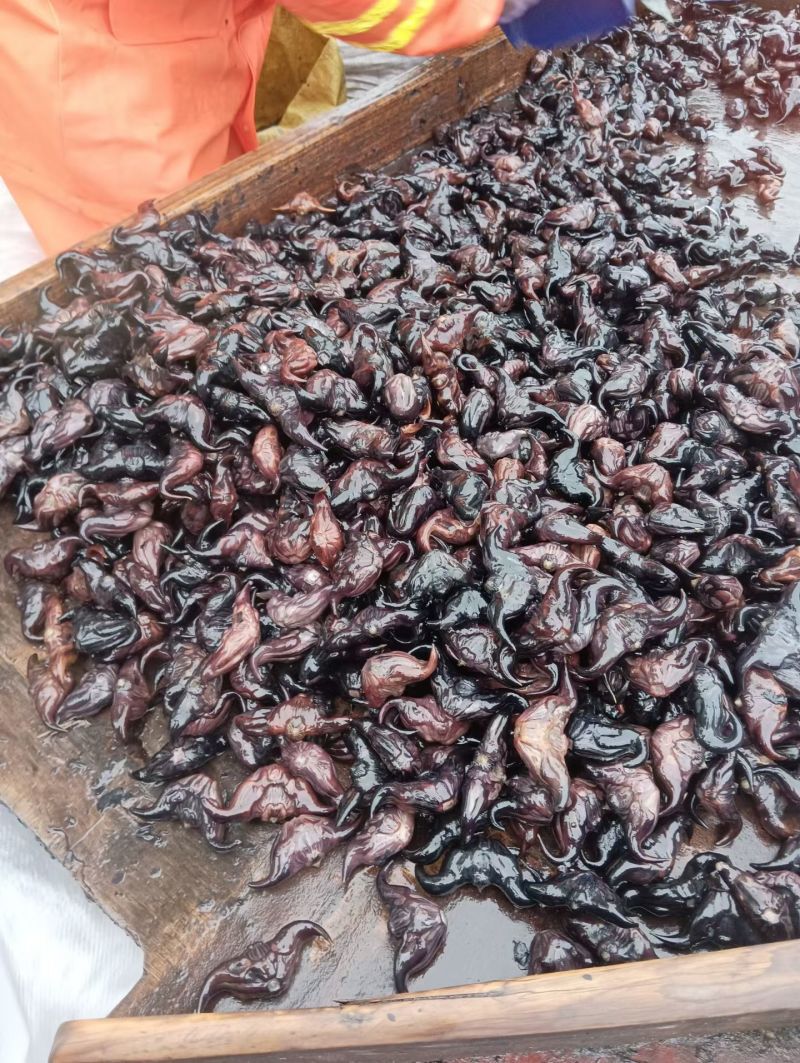 红菱角牛角菱有需要的老板联系我。
