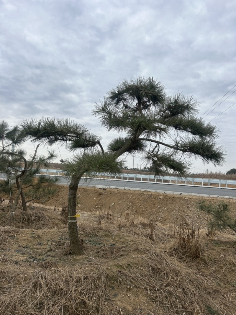 1.5米黑松苗1.2米黑松苗2米黑松苗黑松基地**