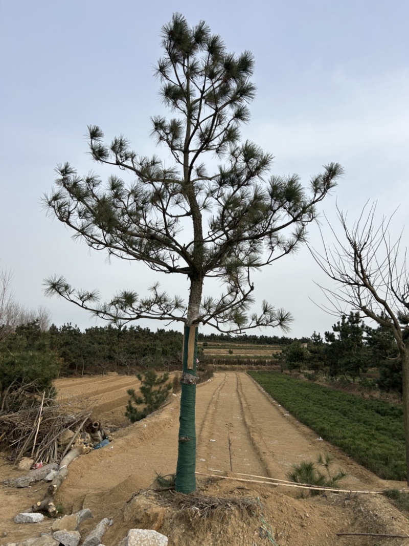 1.5米黑松苗1.2米黑松苗2米黑松苗黑松基地**