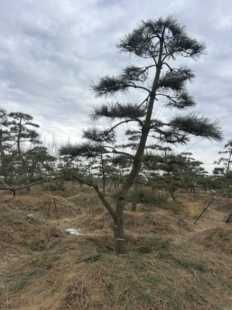 1.5米黑松苗1.2米黑松苗2米黑松苗黑松基地**