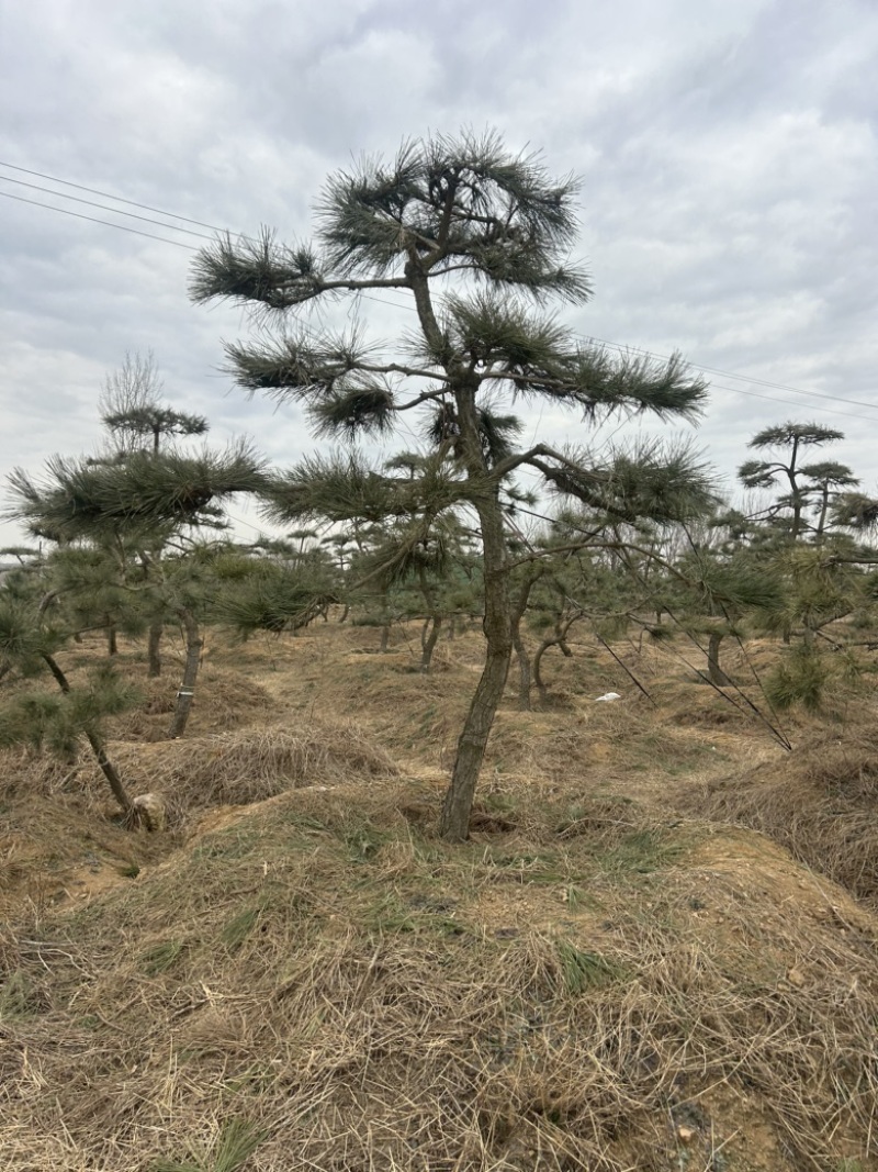 1.5米黑松苗1.2米黑松苗2米黑松苗黑松基地**