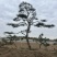 1.5米黑松苗1.2米黑松苗2米黑松苗黑松基地**