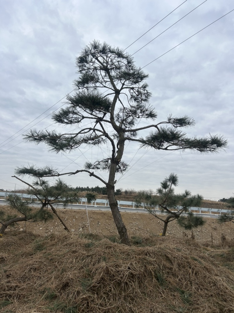 1.5米黑松苗1.2米黑松苗2米黑松苗黑松基地**