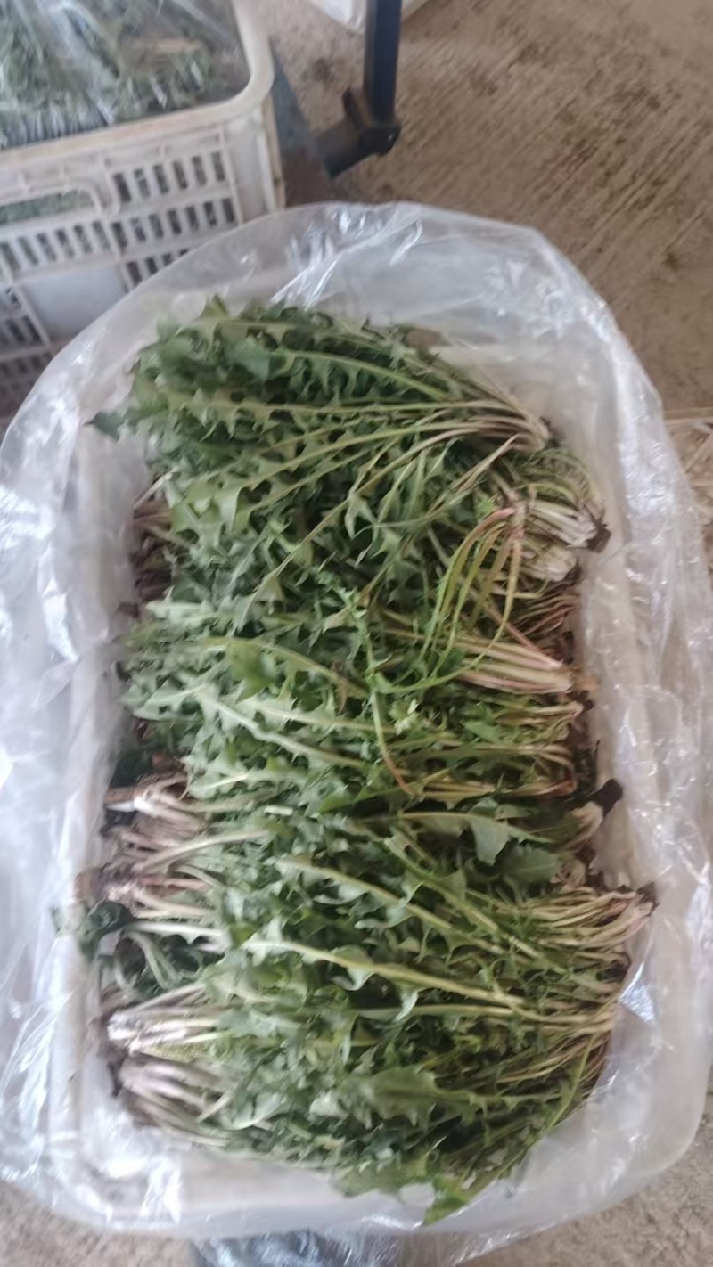 产地新鲜蒲公英婆婆丁大量上市需要的老板联系地头现挖到餐桌