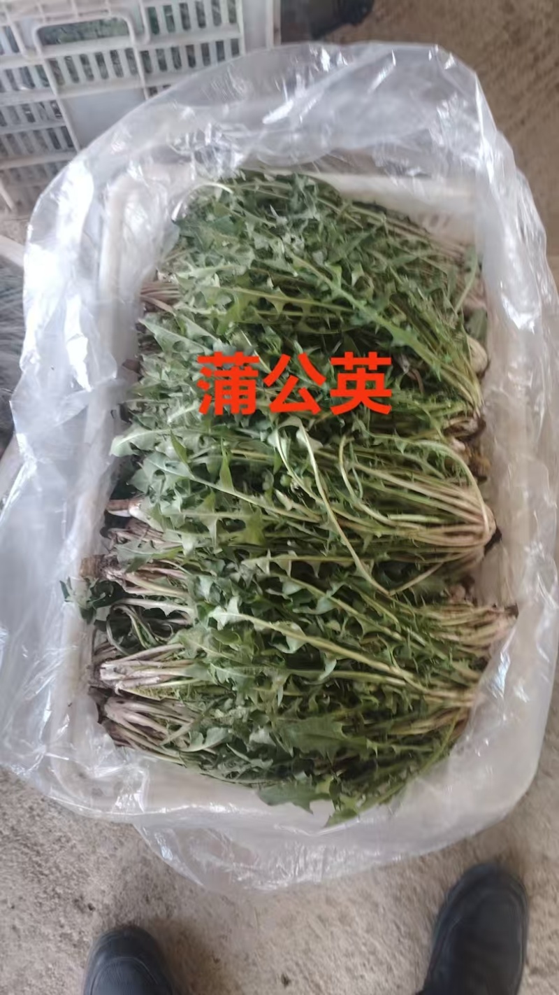 产地新鲜蒲公英婆婆丁大量上市需要的老板联系地头现挖到餐桌