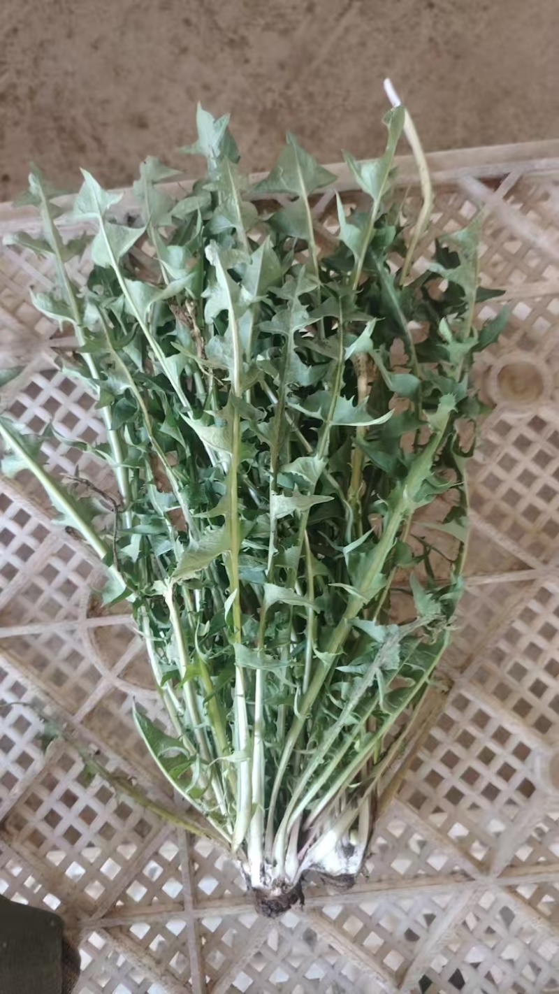 产地新鲜蒲公英婆婆丁大量上市需要的老板联系地头现挖到餐桌