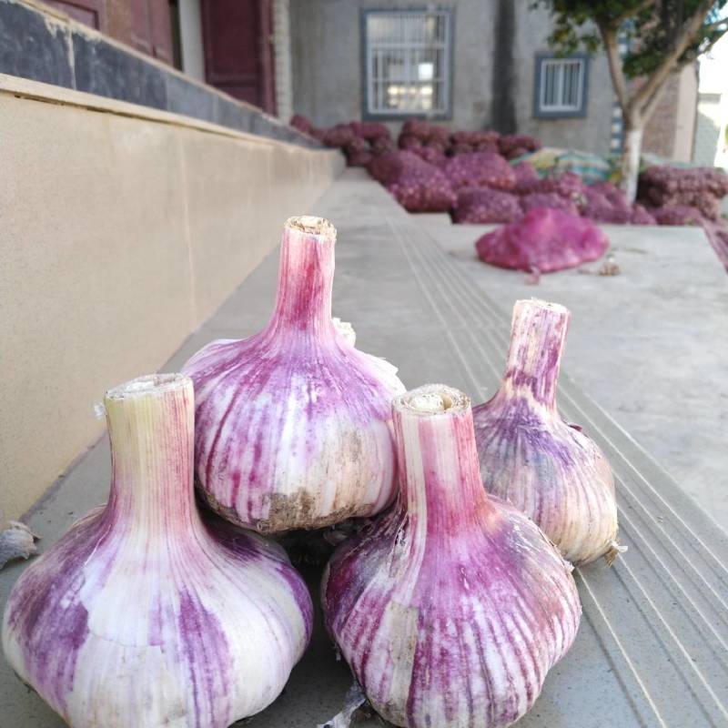 云南紫皮蒜现挖现发鲜嫩红皮蒜批发