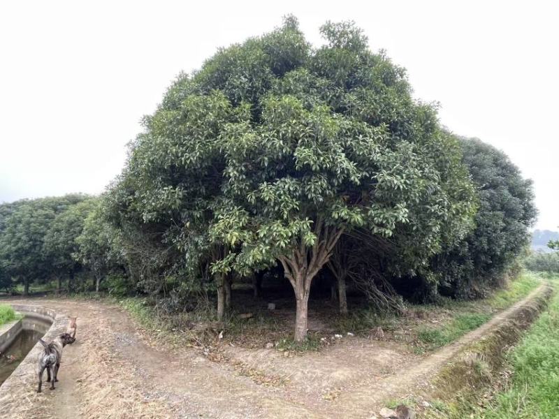 桂林丹桂批发